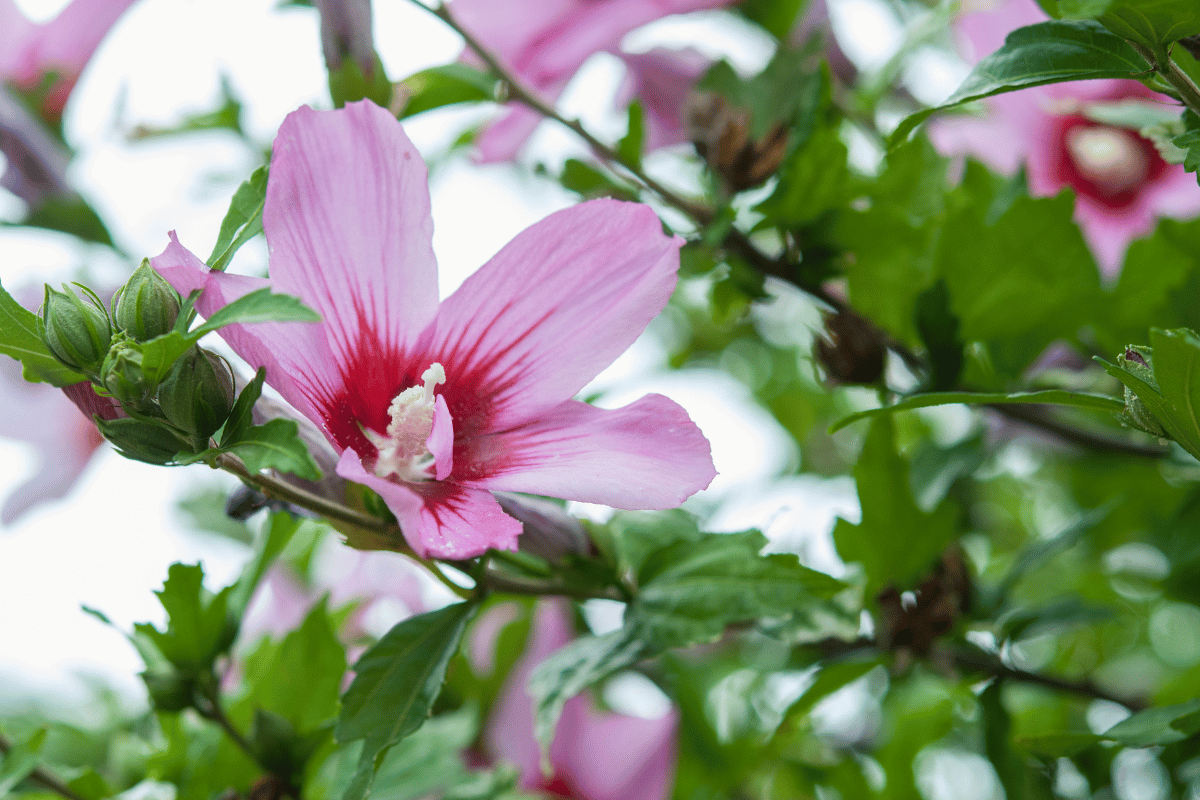 Hibiscus syriacus.png